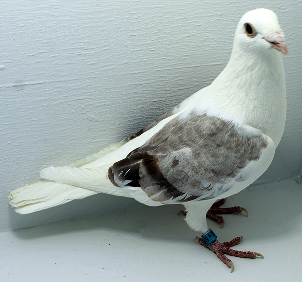 Band: AU 20119 AA 2025